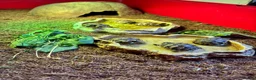 Tortoise reptiles for sale: Mediterranean Spurthigh Tortoise Hatchlings - Advert 3