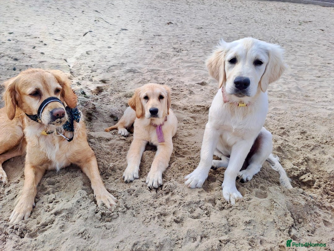 Golden Retriever dogs for sale: Beautiful 8-Month Female Golden Retriever Puppy 5⭐ - Advert 9