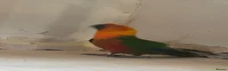 Conures birds for sale: Jenday Conure parrot  - Advert 1