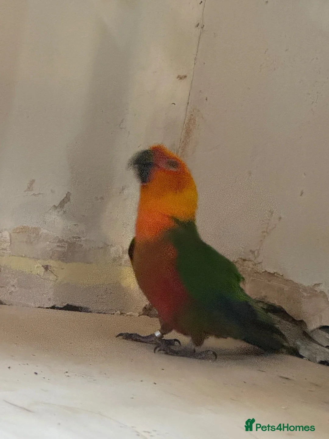 Conures birds for sale: Jenday Conure parrot  - Advert 1