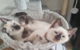 Ragamese cats for sale: Ragamese ragdoll siamese vaccinated, microchipped - Image 3