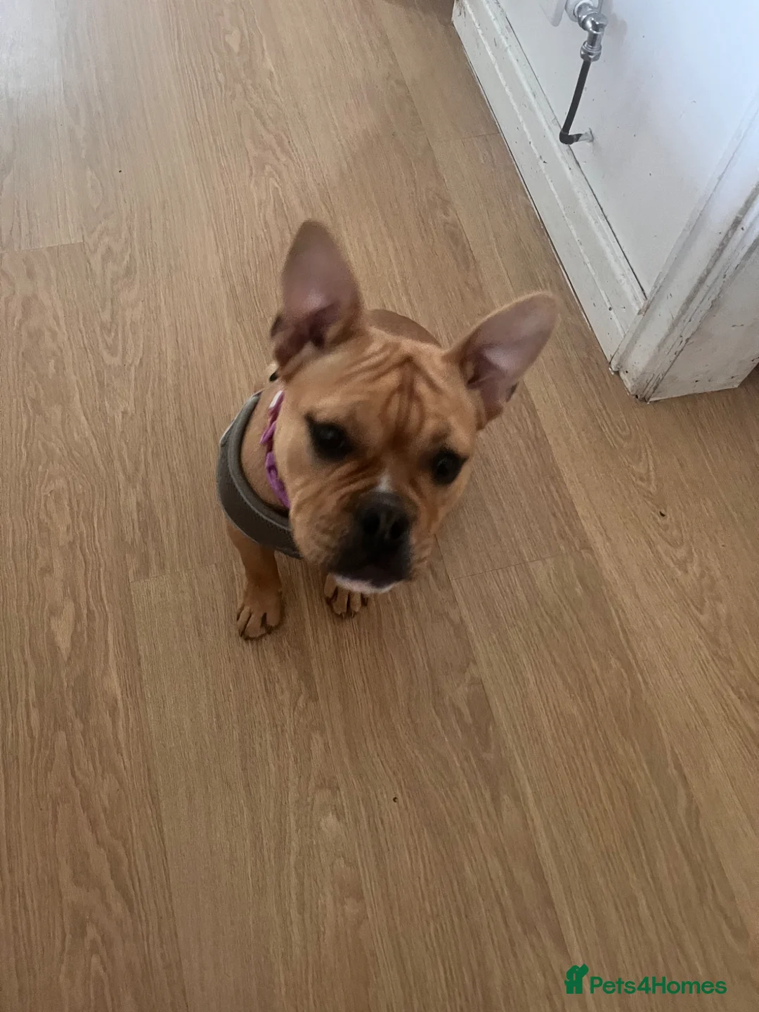 American Bulldog dogs for sale: Pocket bully  - Advert 1