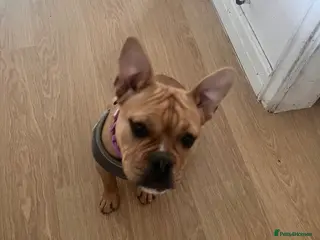 American Bulldog dogs Pocket bully - Advert 4