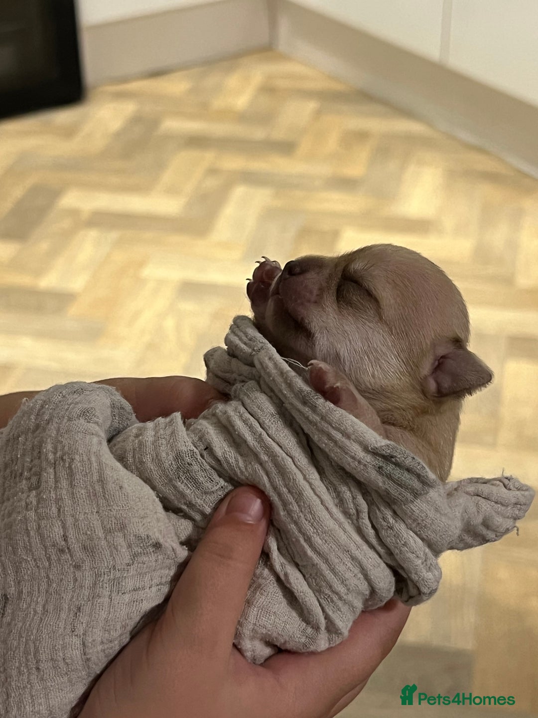 Chihuahua dogs for sale: Pure breed chihuahua puppies  - Advert 2