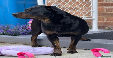 Mixed Breed dogs - Advert 2
