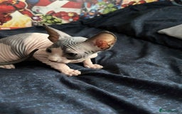 Sphynx cats for sale: Sphynx kittens  - Image 4