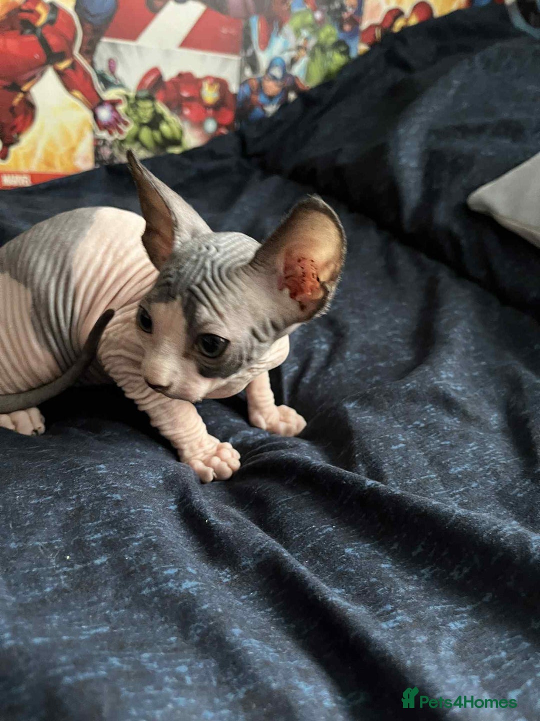 Sphynx cats for sale: Sphynx kittens  - Image 4