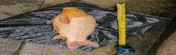 Cyprinids fish for sale: Pond fish for sale - Advert 14