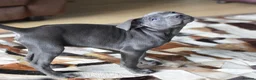 American Bull Staffy dogs for sale: American Staffordshire Terrier - Advert 33