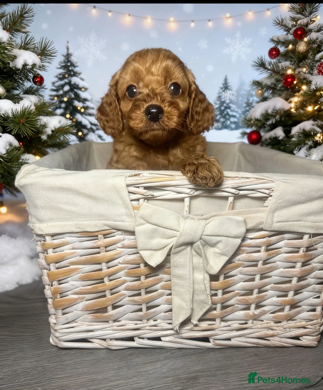 Cockapoo dogs for sale: 🐾 reduced £1200  FLUFFY COCKAPOO PUPPIES  - Advert 12