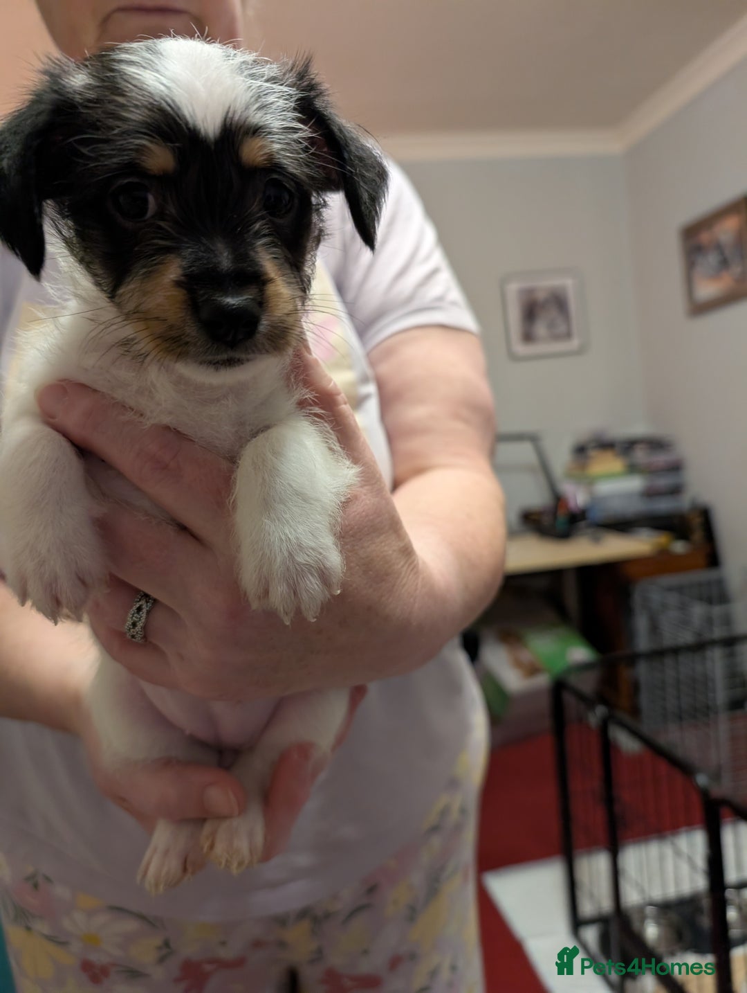 Mixed Breed dogs for sale: Shih Tzu Terrier cross  - Image 15