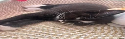 British Shorthair cats for sale: British Shorthair Ragdoll Kittens - Advert 16
