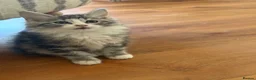 Kurilian Bobtail cats for sale: Rare Kurilian Bobtail Kittens Available - Advert 2