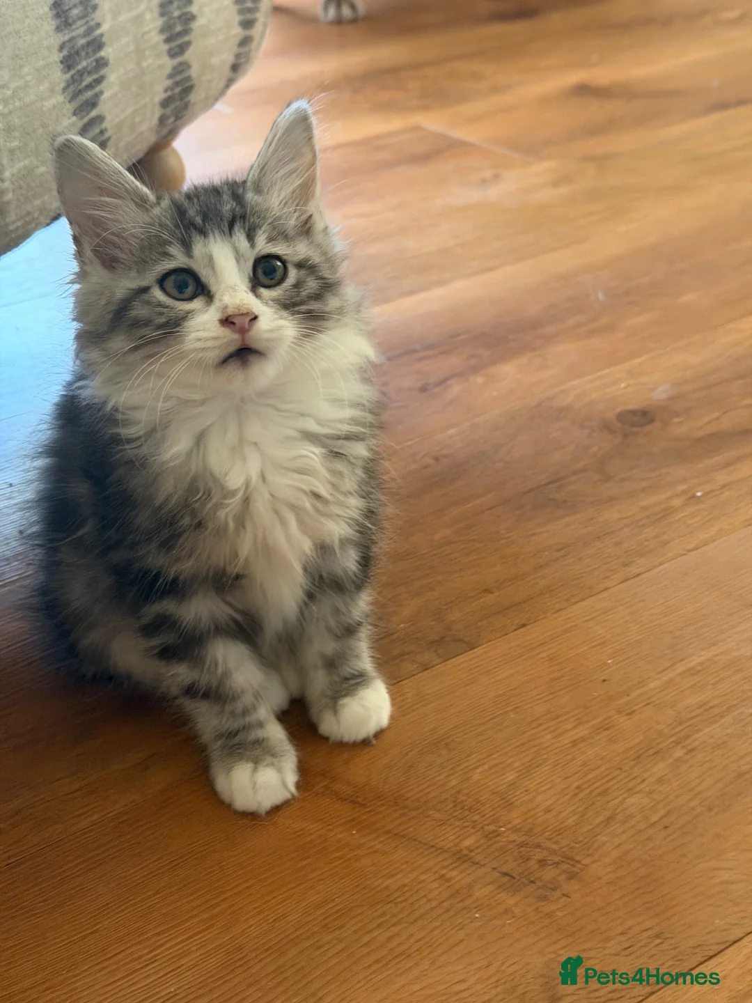 Kurilian Bobtail cats for sale: Rare Kurilian Bobtail Kittens Available - Advert 2