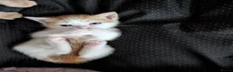 Mixed Breed cats for sale: Gorgeous female Kittens for sale - Advert 8
