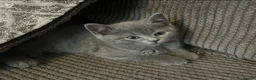 British Shorthair cats for sale: 2 stunning British Shorthair kittens for sale  - Advert 4