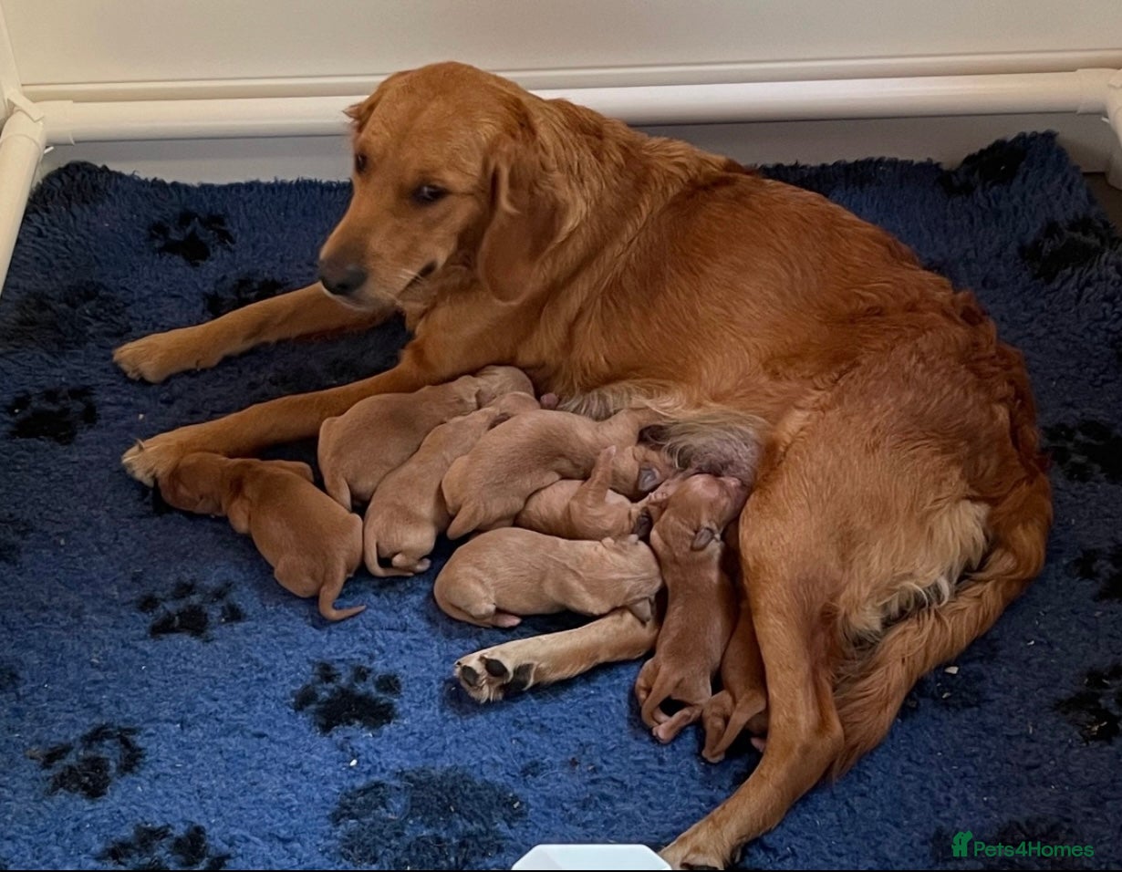 Golden Retriever dogs Fox Red golden Retrievers KC reg  - Advert 2