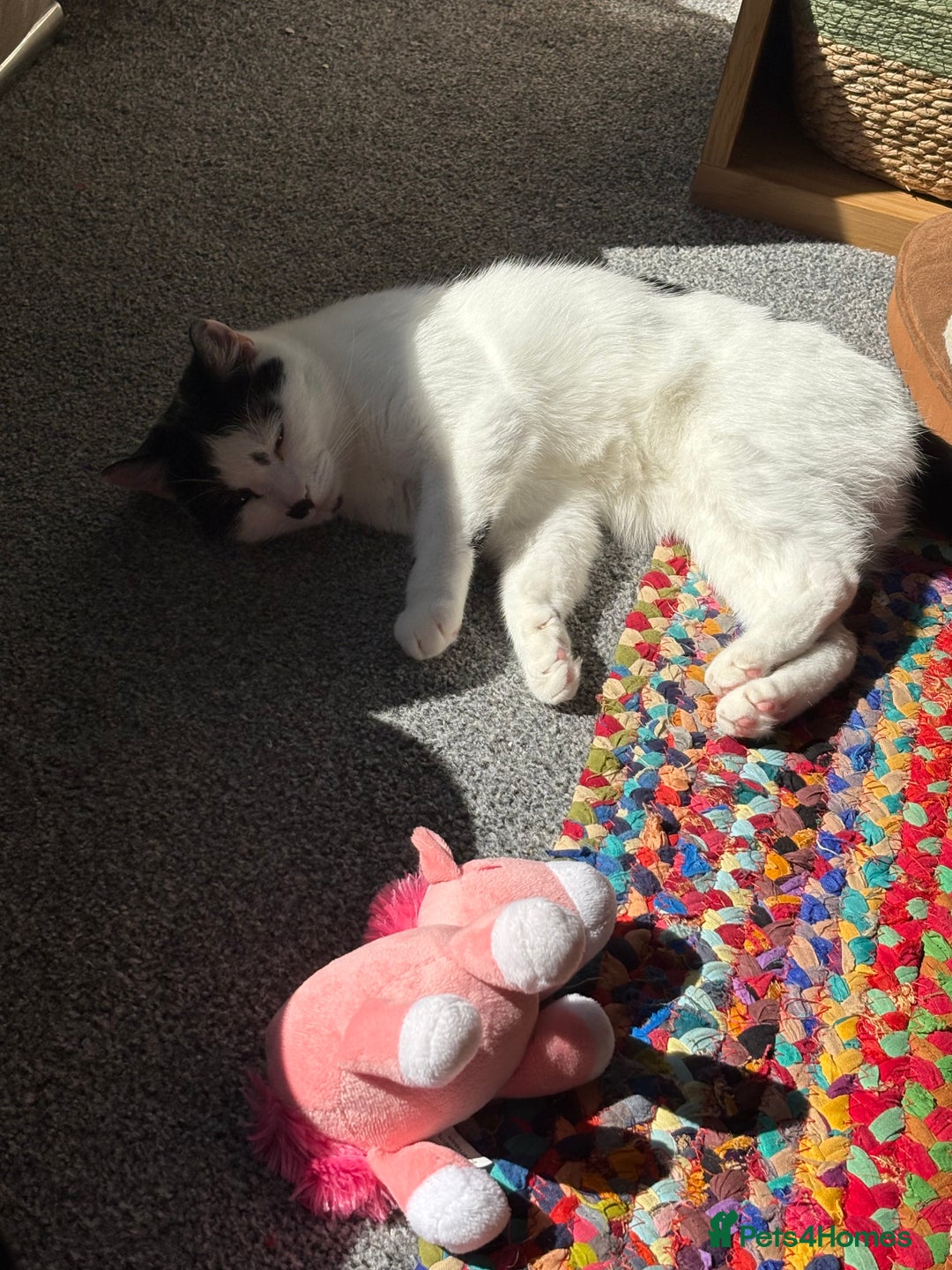 Domestic Shorthair cats for sale: 3 Year old cat for rehome - Image 4