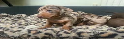 Miniature Dachshund dogs for sale: Funny happy miniature dachshund puppies - Advert 24