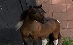 Miniature horses for sale: AMHA/AMHR SHOW STALLION  - Image 1