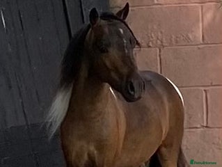 Miniature horses - Advert 5