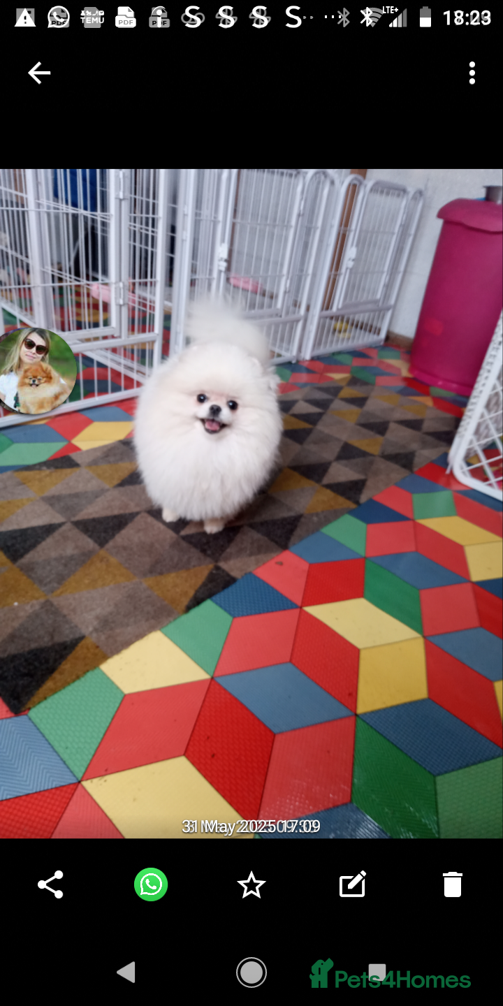 Pomeranian dogs Stunning white male pomeranian  - Advert 2