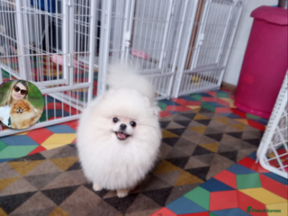 Pomeranian dogs Stunning white male pomeranian - Advert 1