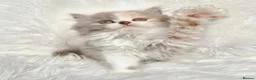 British Shorthair cats for sale: Stunning loving British longhair  - Advert 30