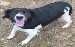 Brittany Spaniel dogs for adoption: Adorable, affectionate Clara-Camberley, Surrey  - Image 3