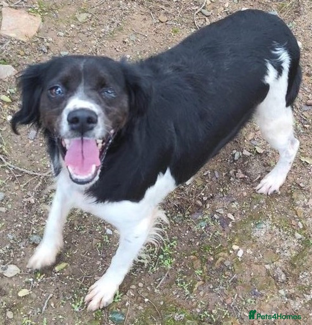 Brittany Spaniel dogs for adoption: Adorable, affectionate Clara-Camberley, Surrey  - Image 3