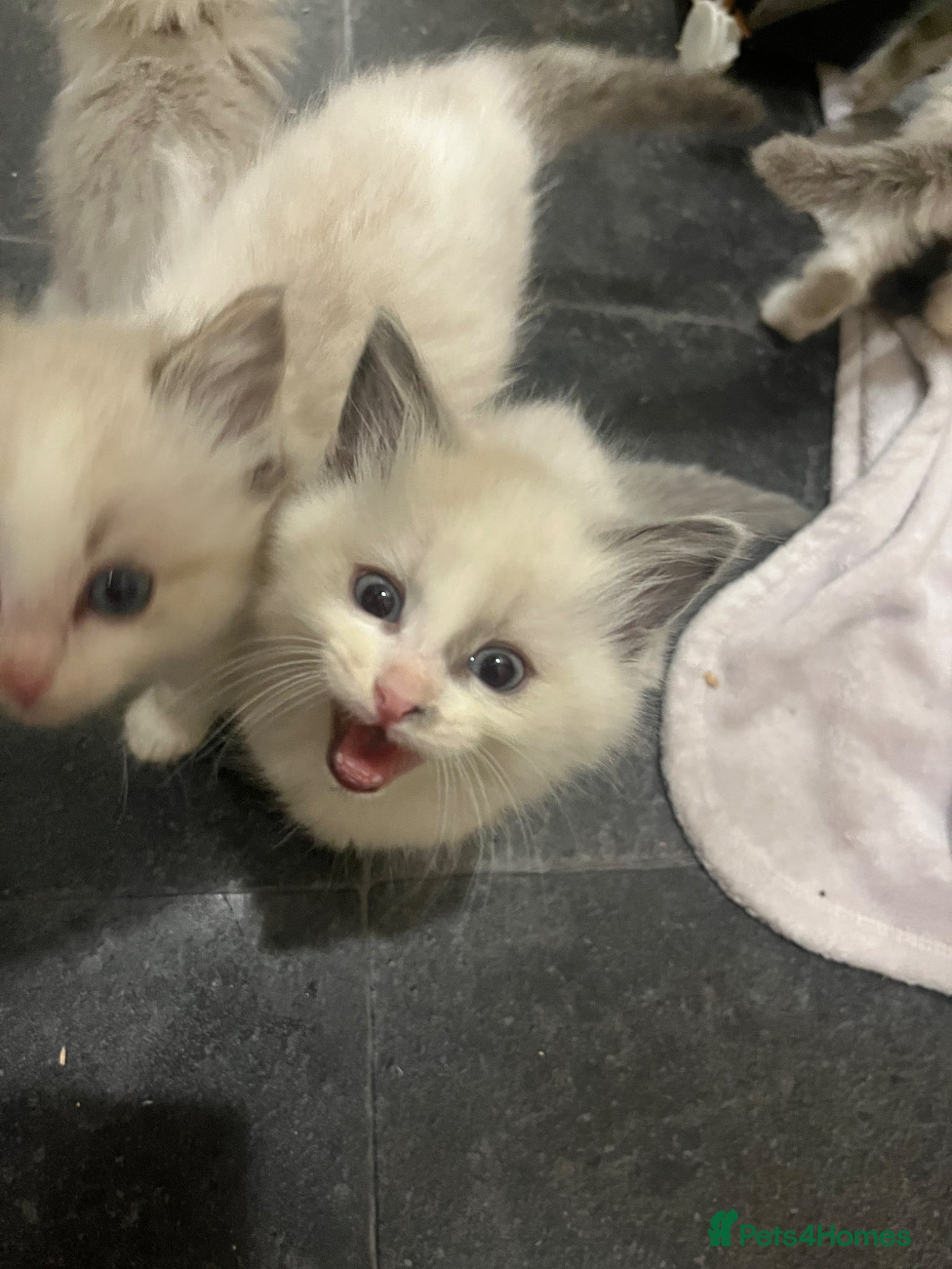 Ragdoll cats Beautiful lynx ragdoll kittens  - Advert 8