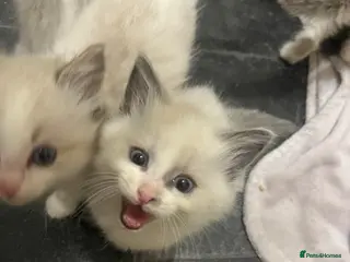Ragdoll cats Beautiful lynx ragdoll kittens - Advert 8