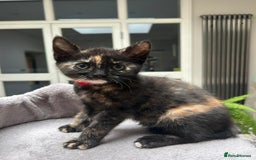 Mixed Breed cats for sale: 6 cute kittens 😸 ♥️ - Image 1