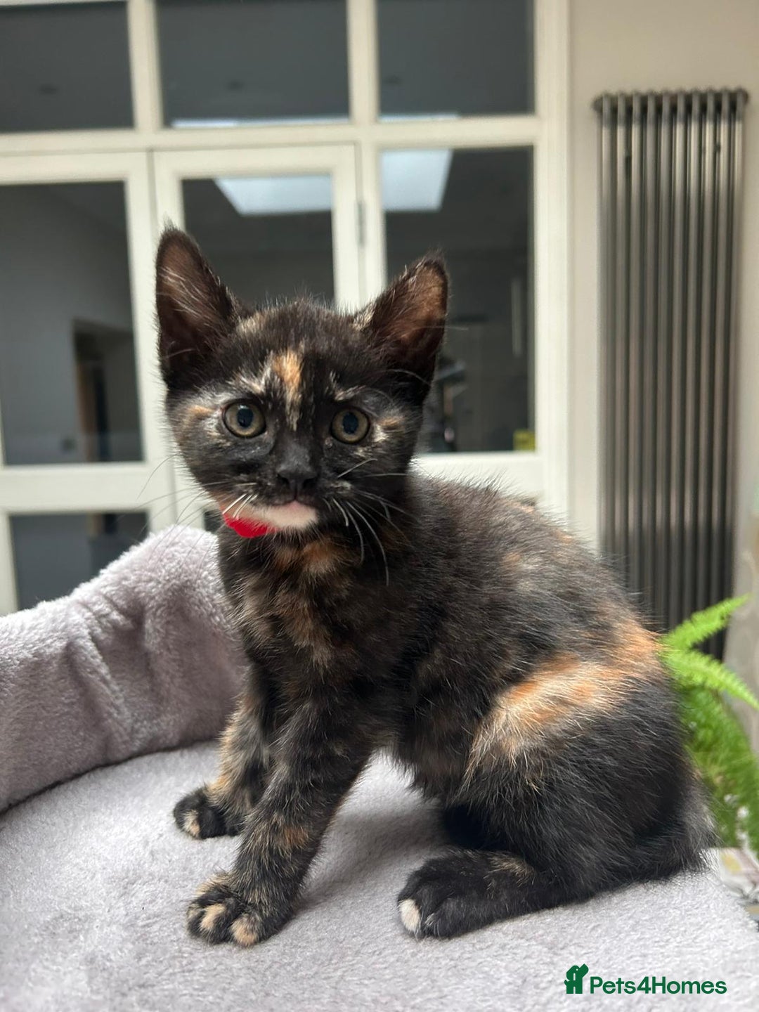 Mixed Breed cats for sale: 6 cute kittens 😸 ♥️ - Image 1