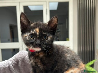 Mixed Breed cats - Advert 15