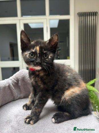 Mixed Breed cats - Advert 4