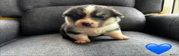Welsh Corgi Pembroke dogs for sale: KC Registered Pembroke Welsh Corgi Puppies in Salisbury - Advert 4