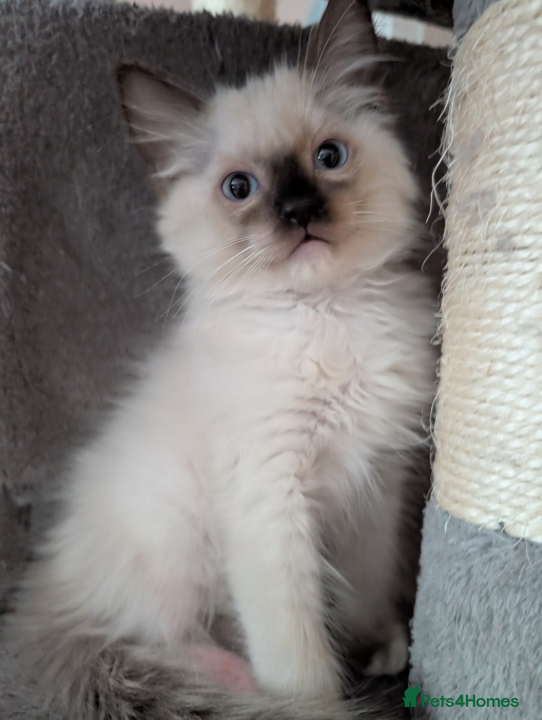 Ragdoll cats for sale: GCCF registered stunning healthy kittens - Image 7