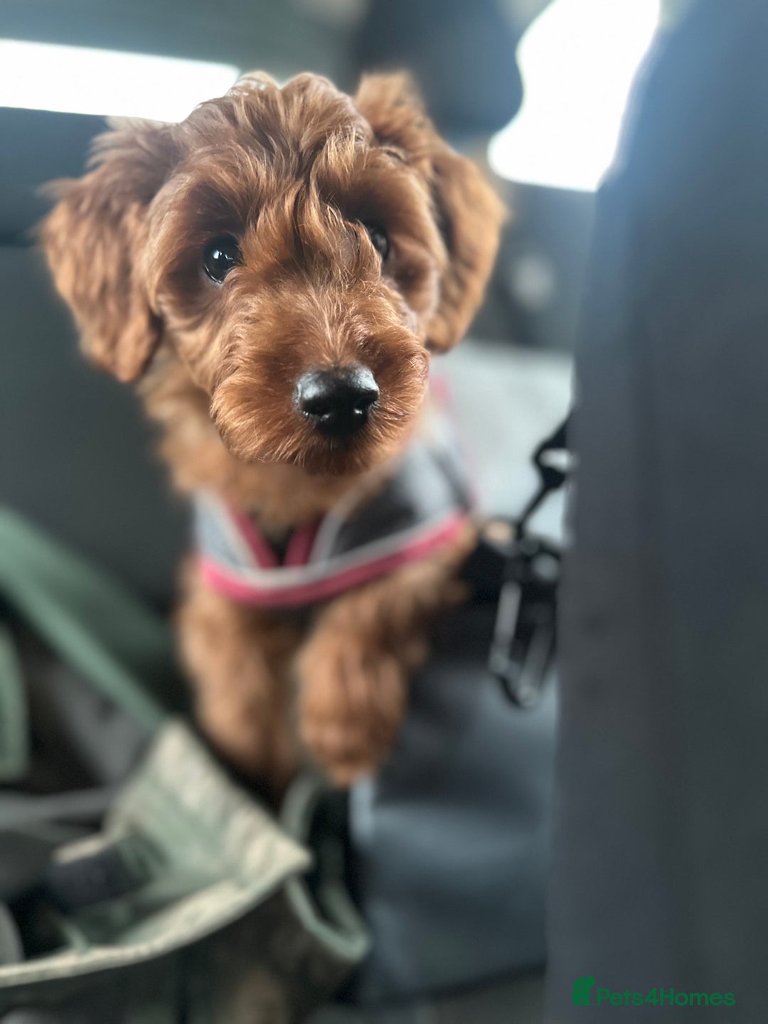 Goldendoodle dogs for sale: Lovely  male golden doodle  - Image 6