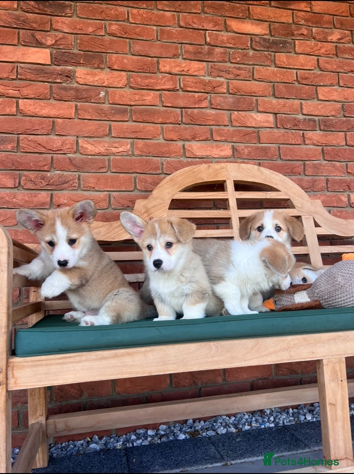 Welsh Corgi Pembroke dogs Welsh Pembroke corgis  - Advert 1