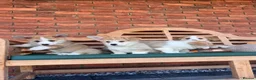 Welsh Corgi Pembroke dogs for sale: Welsh Pembroke corgis  in Lingfield - Advert 1