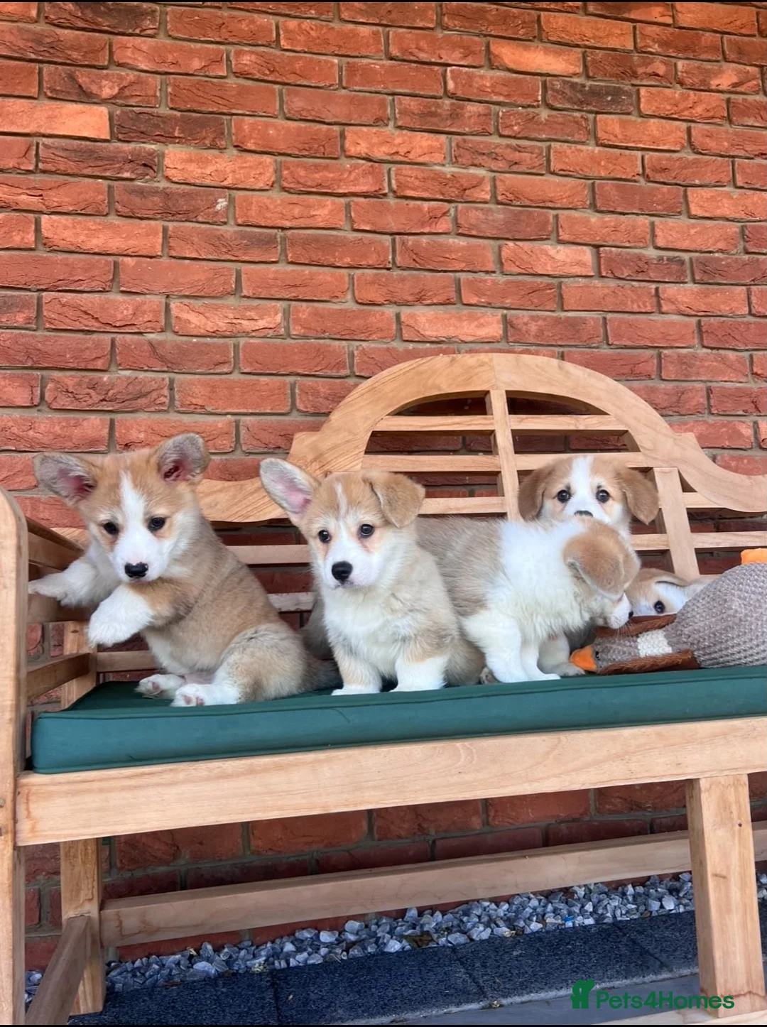 Welsh Corgi Pembroke dogs for sale: Welsh Pembroke corgis  in Lingfield - Advert 1