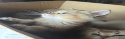 British Longhair cats for sale: Golden British longhair pure bloodline  - Advert 20
