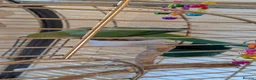 Parrots birds for sale: INDIAN RING NECK PARROT ( MALE ) - Advert 11