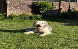 Old English Sheepdog dogs for stud: OLD ENGLISH SHEEPDOG for Stud KC Registered - Image 11