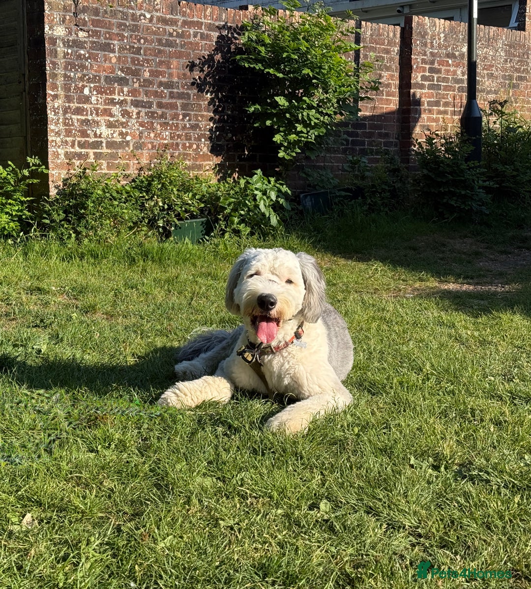 Old English Sheepdog dogs for stud: OLD ENGLISH SHEEPDOG for Stud KC Registered - Image 11