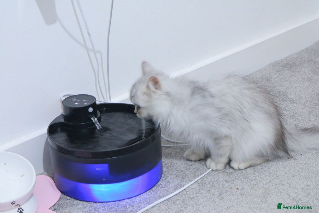 Persian cats for sale: Persian kitten boy available! - Image 2