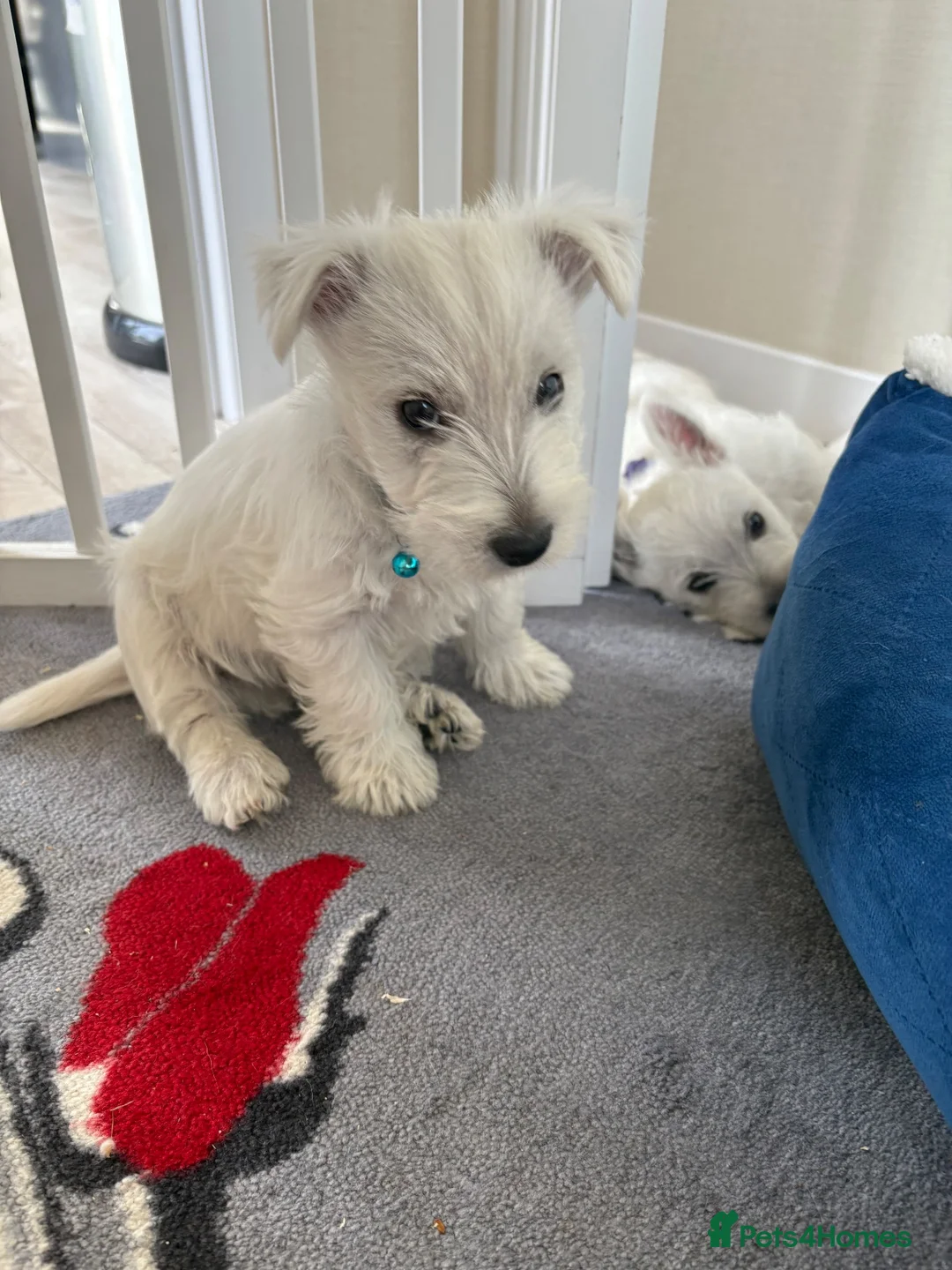 West Highland Terrier dogs for sale: KC WestHighland White Pups - READY NOW - Advert 13
