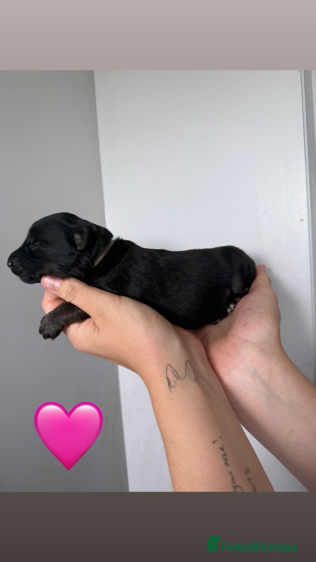 German Shepherd dogs for sale: Stunning German Shepherd/Utonagan Puppies  - Image 22