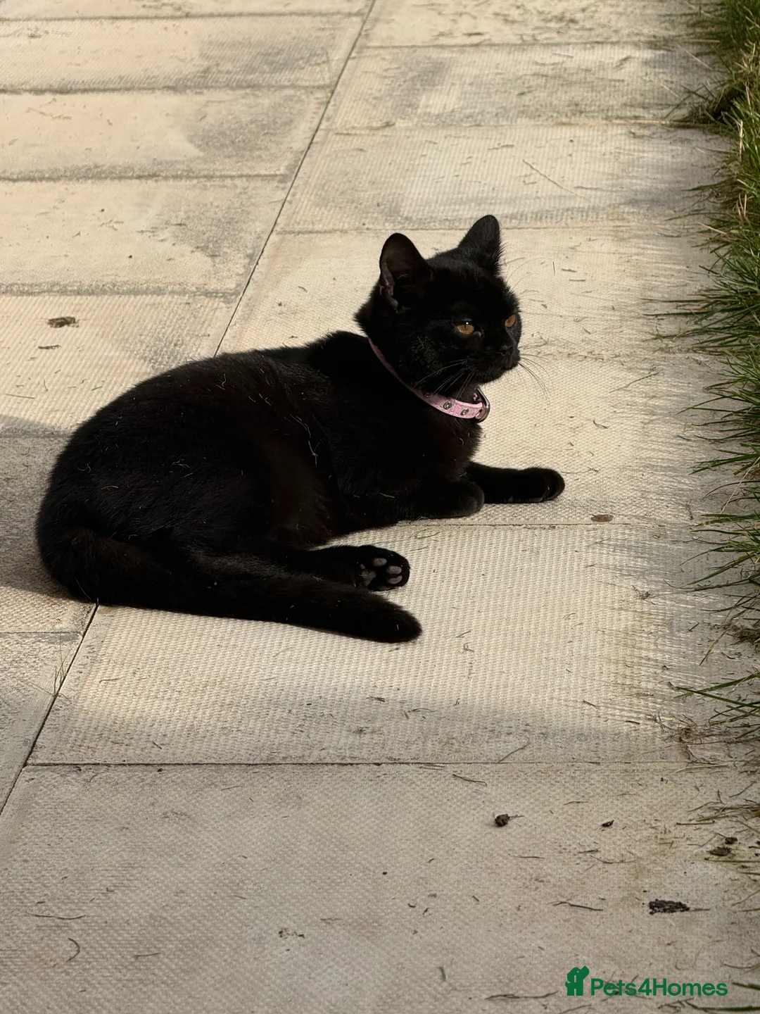 Mixed Breed cats for sale: Two beautiful black female kittens  - Advert 3